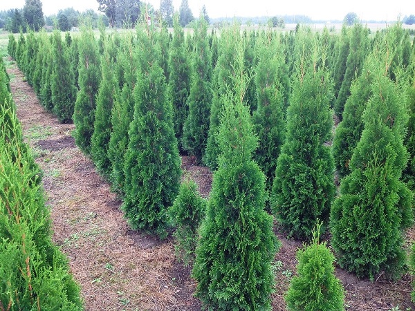 Tuja vakarinė ,Smaragd' (lot. Thuja occidentalis) Tuja vakarinė ,Smaragd' (lot. Thuja occidentalis)